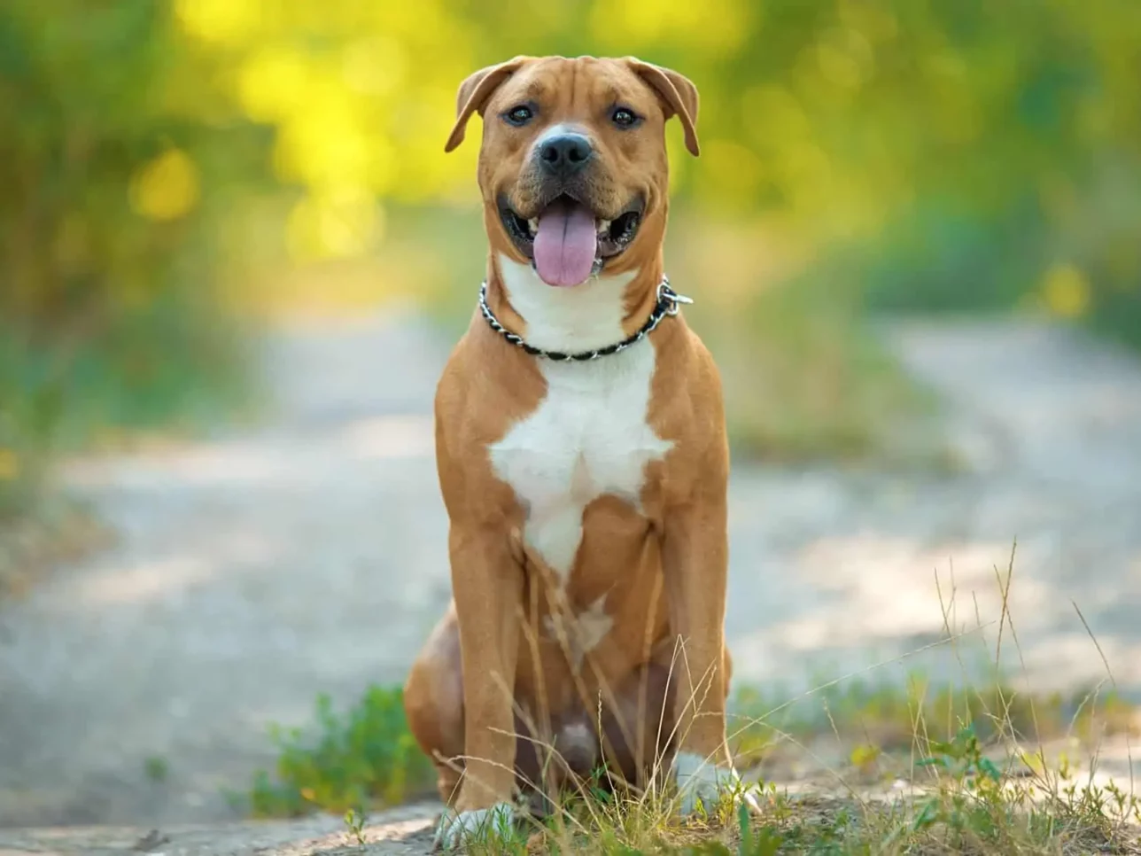 hijgende hond op een veldweg