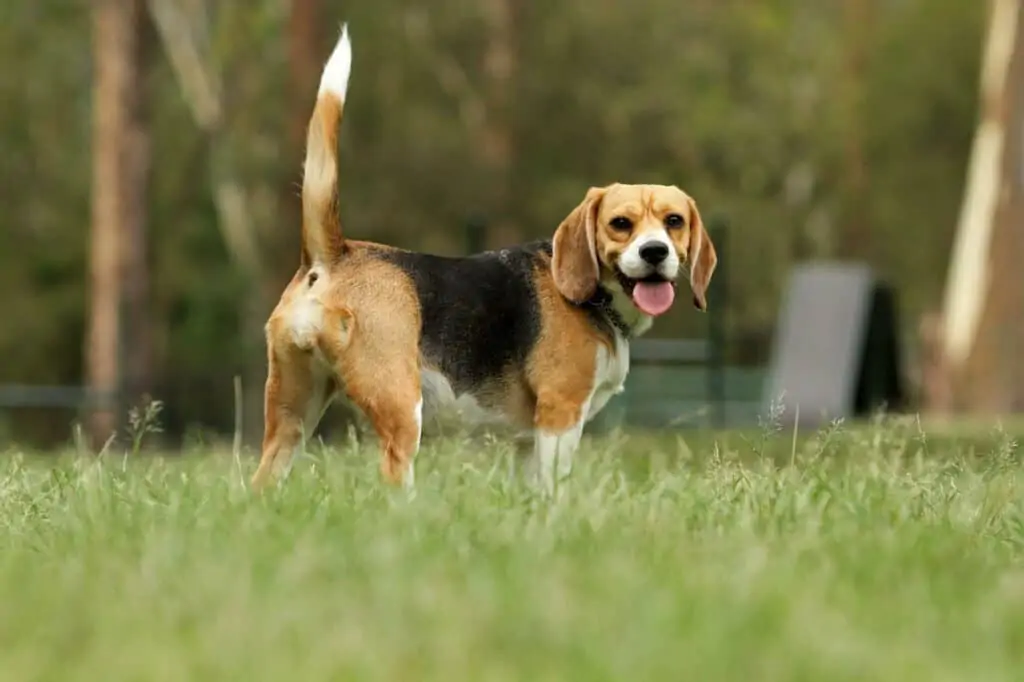 hond in gras met hoge staart