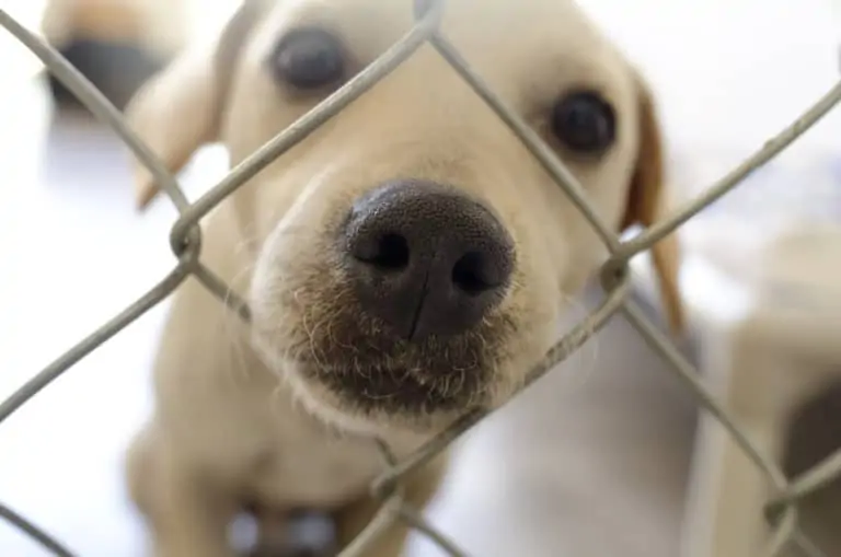 hond op straat met de vraag om te adopteren|honden achter een hek