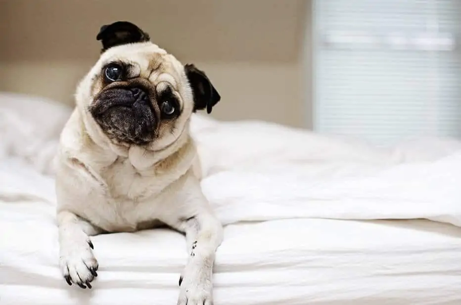 franse bulldog op een bed