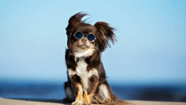 hond met een zonnebril