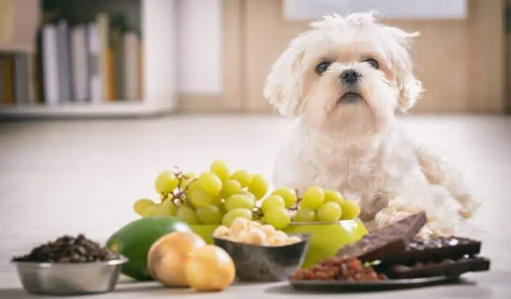 Witte maltezerhond met gevaarlijke voeding zoals ui, druiven en chocolade