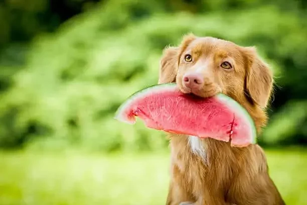 hond met een watermeloen in zijn muil als gezonde, verse hondensnack