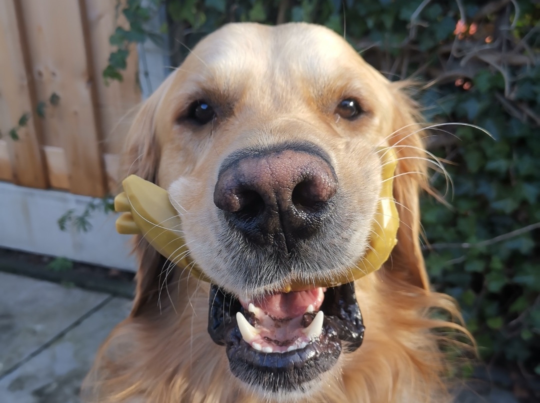 Golden retriever hond met kauwspeelgoed in mond