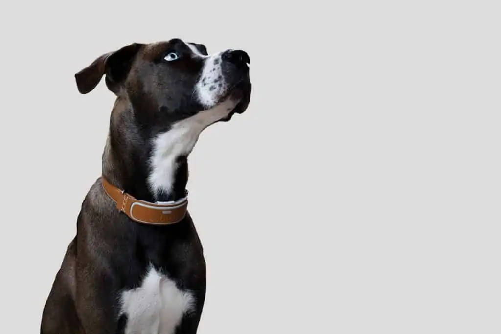 hond met halsband rond zijn nek
