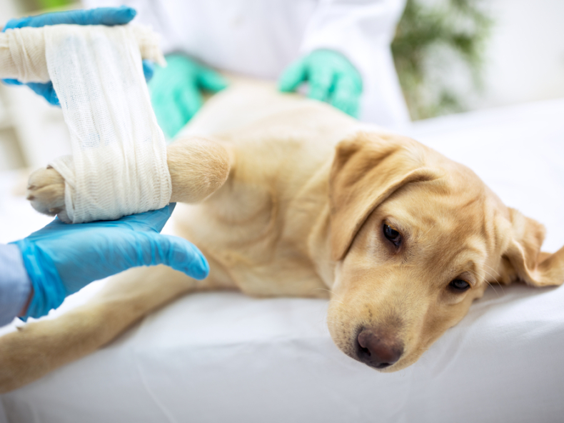Labrador bij de dierenarts brengt hoge kosten met zich mee en kan hondenverzekering gebruiken