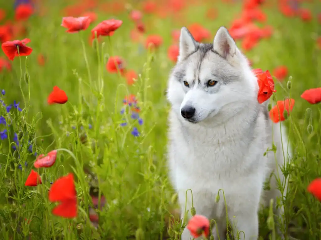 Hond in een veld met giftige planten