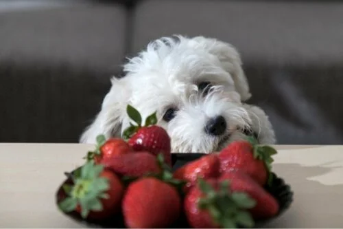 Bichon Frisé kijkt naar aardbeien op tafel