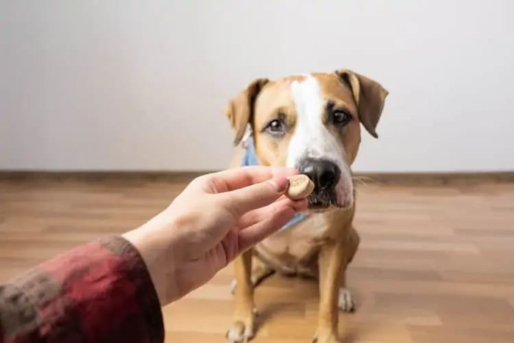baasje geeft zijn hond een koekje