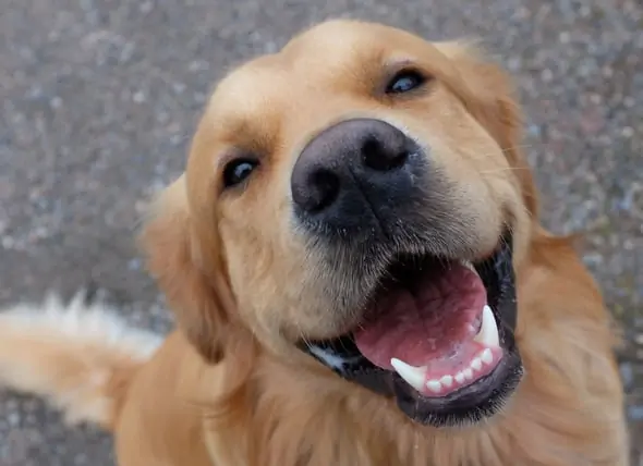 lachende hond met mooi gebit