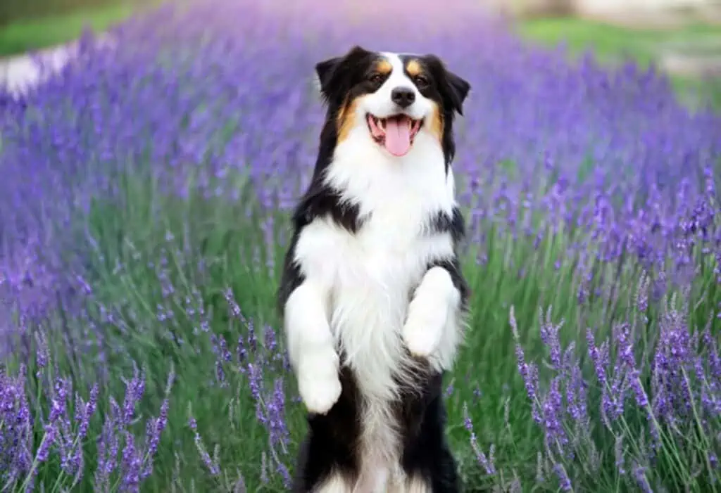 Gelukkige hond aan het spelen in een lavendelveld