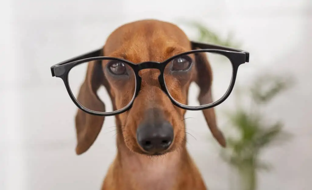 Hond met bril