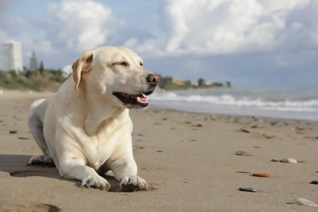 hond met overgewicht ligt op het strand