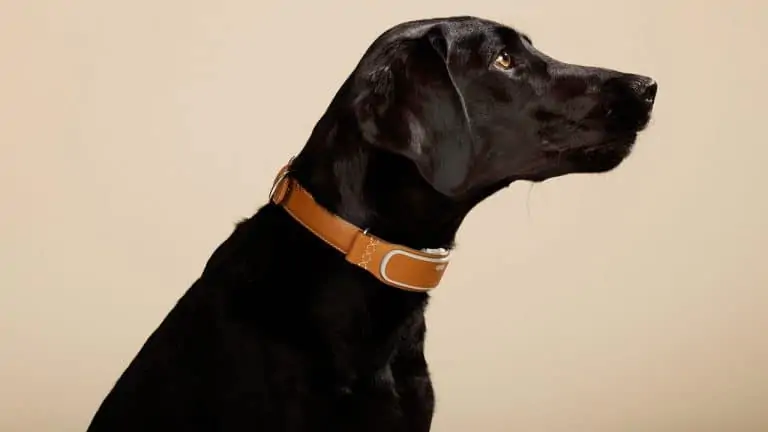 hond met slimme halsband rond zijn nek