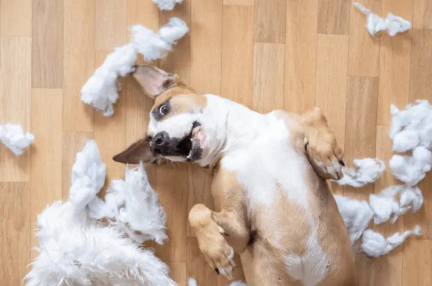golden retriever bij de dierenarts om zich te laten inenten|puppy haalt wol uit een knuffel speeltje