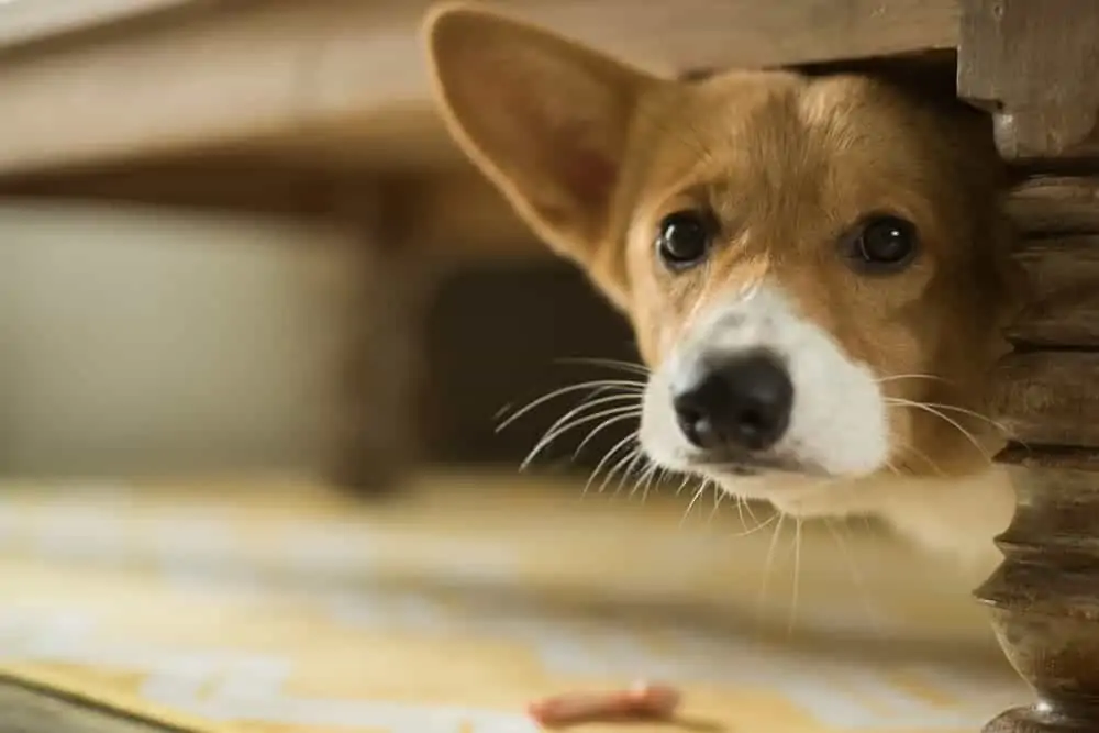 Hond met stress verstopt zich onder tafel