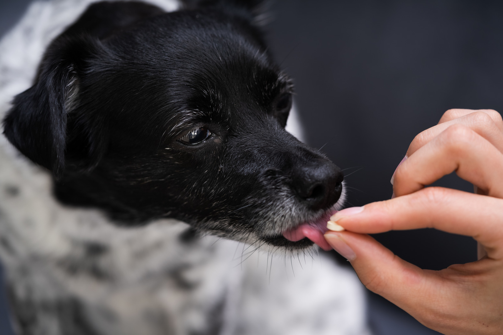 oude zwarte hond met gewrichtsproblemen krijgt supplement met glucosamine