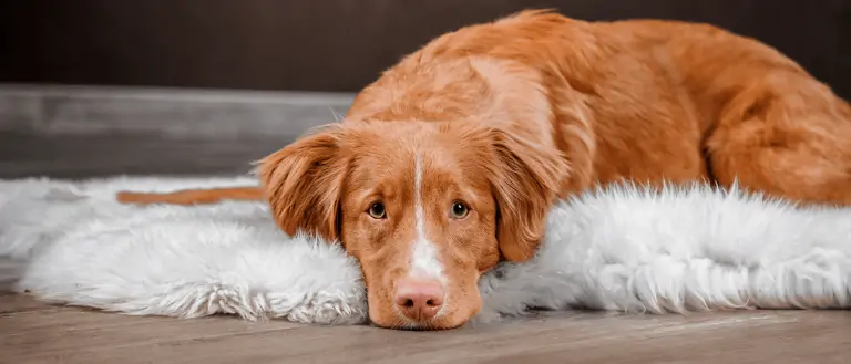 droevige hond ligt op zijn mat