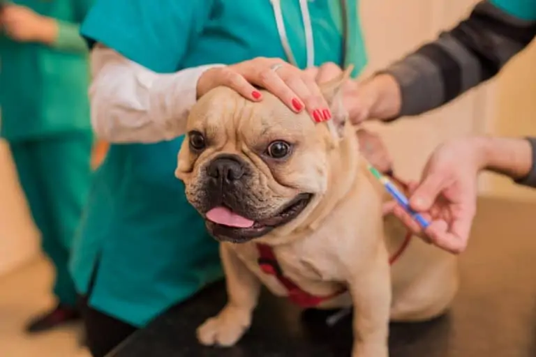 hond krijgt vaccinatie door dierenarts