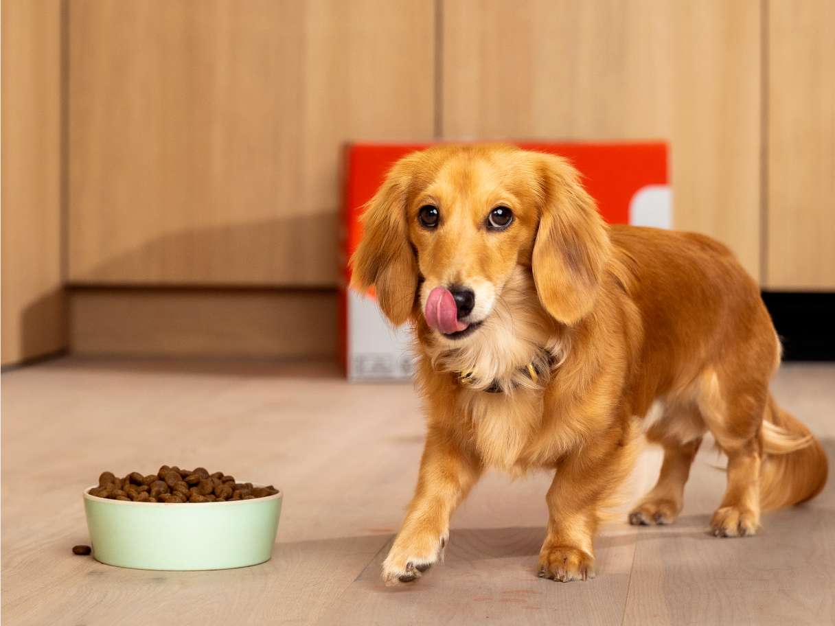 kleine hond die brokjes wil eten Just Russel identificeert de behoeften voor de hond