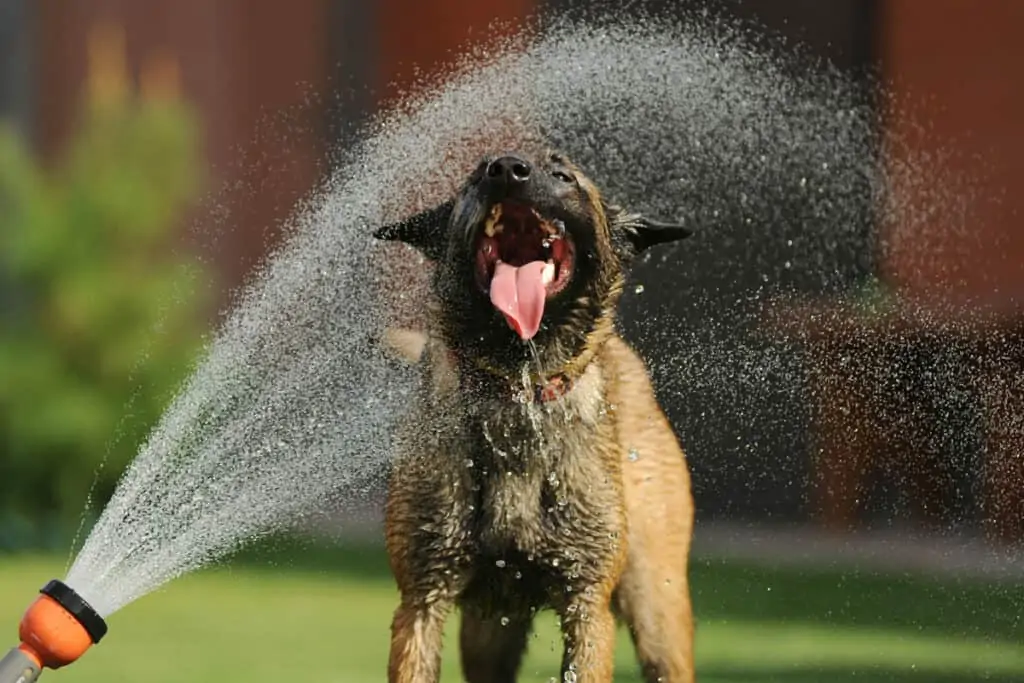 oververhitte hond krijgt een watersproeier over hem