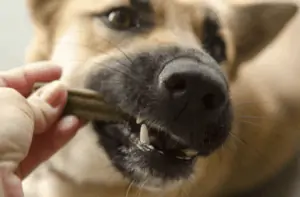 hond bijt in een hondensnack