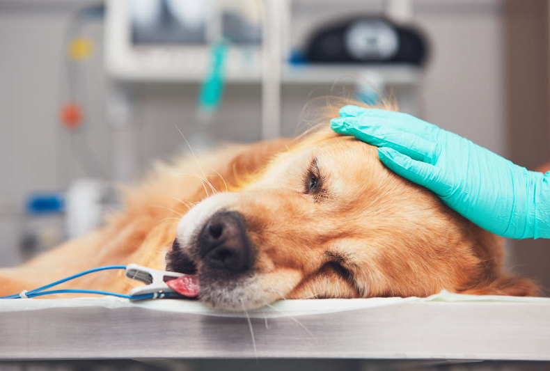 Golden Retriever ondergaat een operatie die terugbetaald wordt door de hondenverzekering