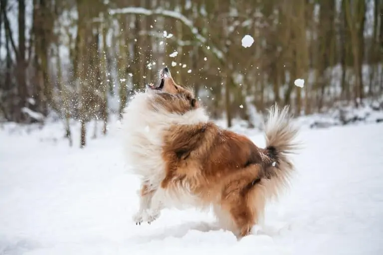 hondenwandeling in de sneeuw