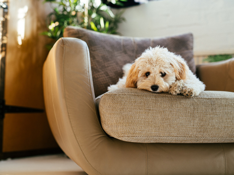klein wit geconstipeerd hondje ligt zielig op beige fauteuil