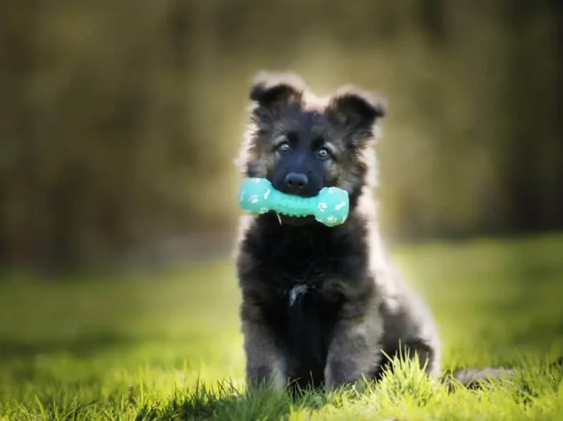 puppy met speeltje in zijn bek op een grasveld