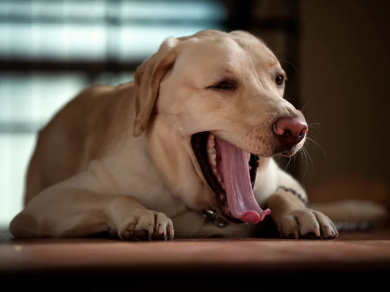 Labrador yawing which can show he has stress