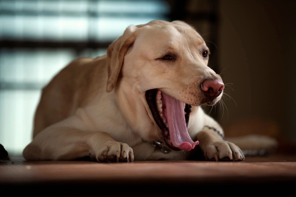 Labrador yawing which can show he has stress