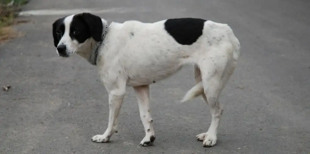 hond op straat met staart tussen de benen
