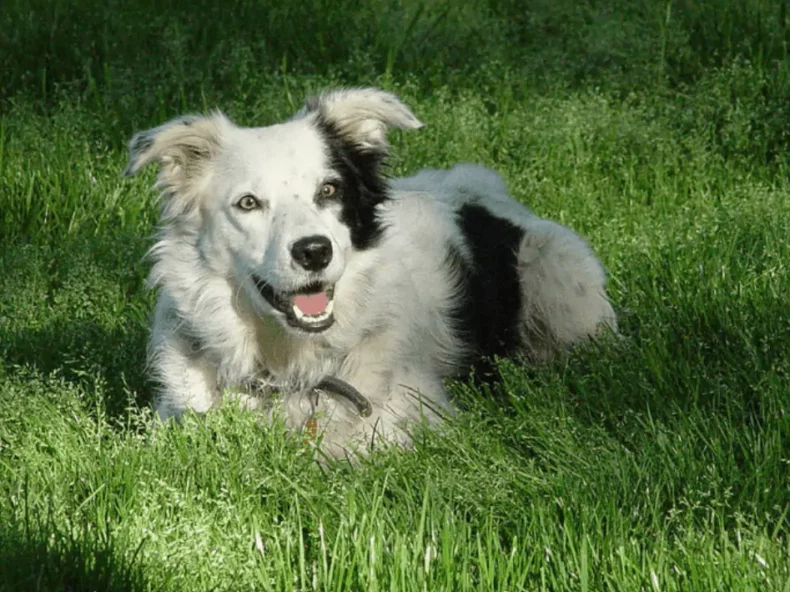 hond op een hoop van knuffels|hond ligt in het gras