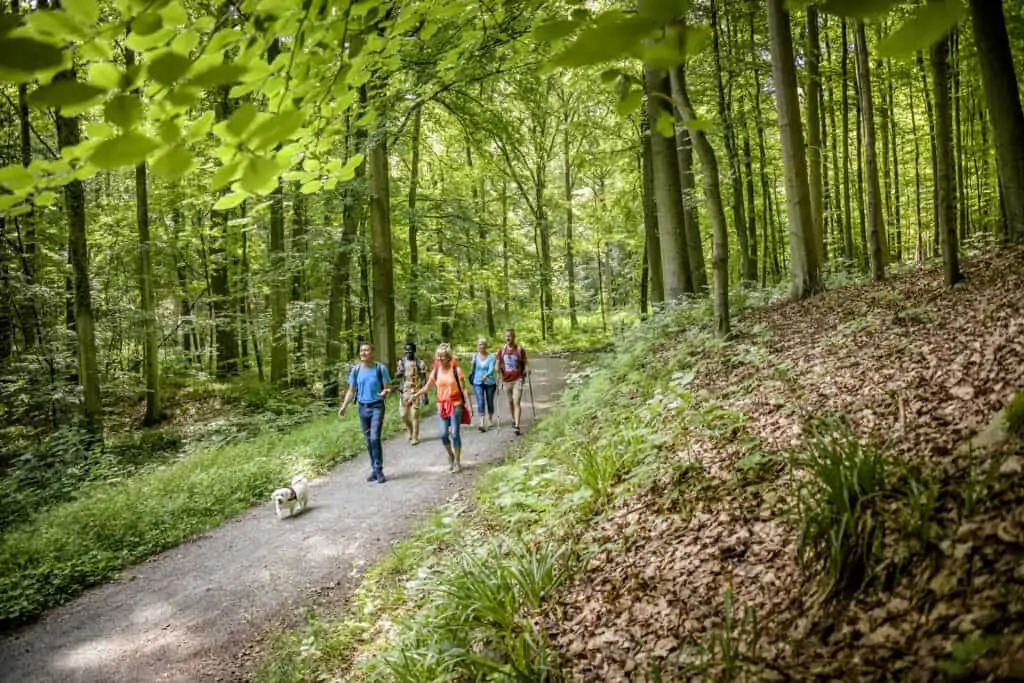 mensen wandelen in bos met hond