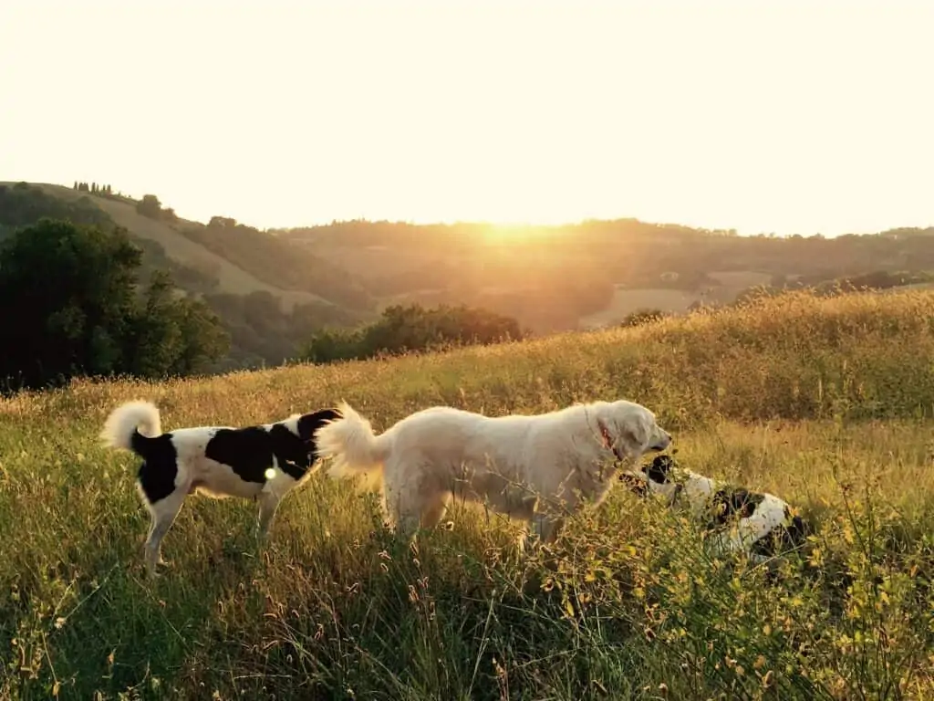 drie honden in een veld bij zonsondergang