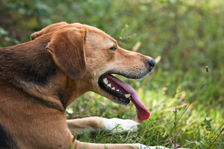 Oververhitte hond met zijn tong uit zijn bek