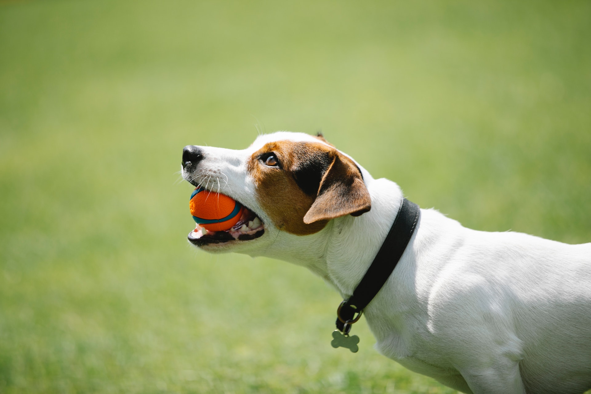 Een hond die een bal terugbrengt naar zen baasje