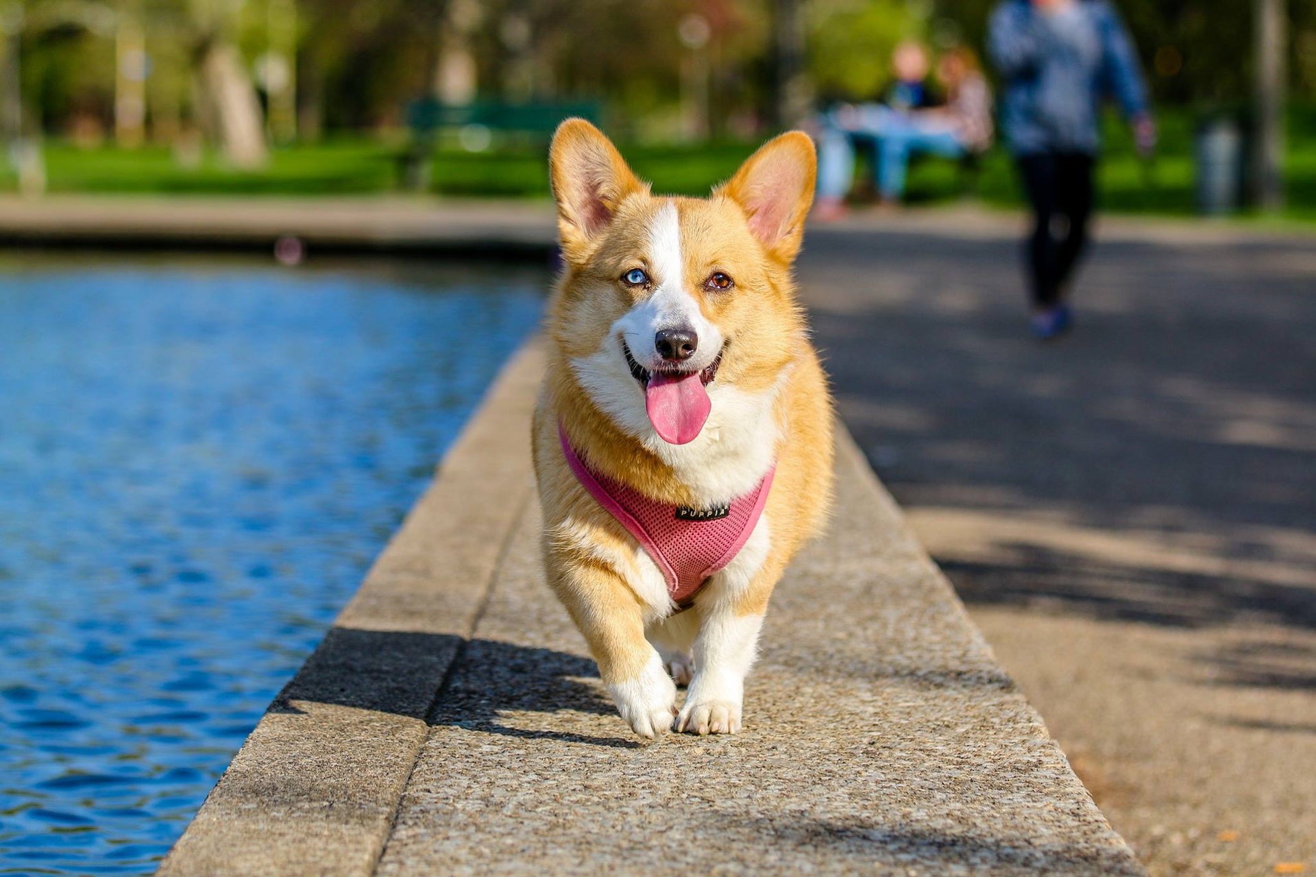 Een hond die rondloopt op een mooie zomerdag