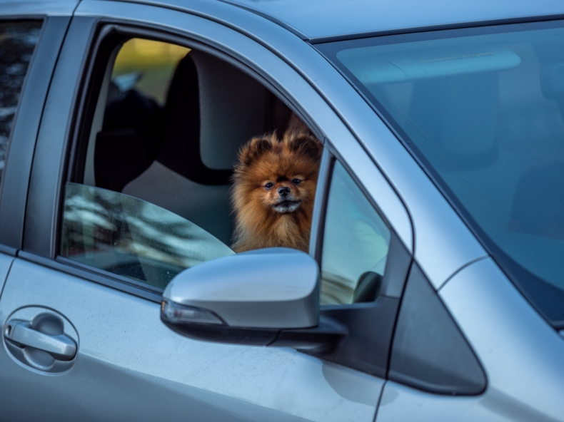 Hond die in de auto zit en uit het raam kijkt|Hond in de auto die uit het raam kijkt