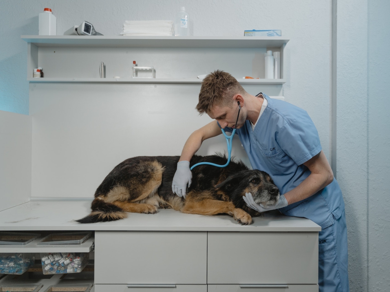 een hond die liggend wordt onderzocht door de dierenarts