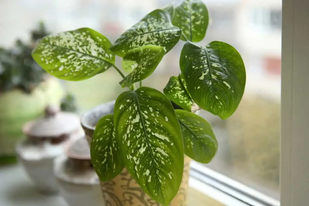 Dieffenbachia plant op een vensterbank