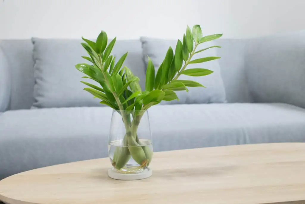 Zamioculcas plant op een tafel in de living