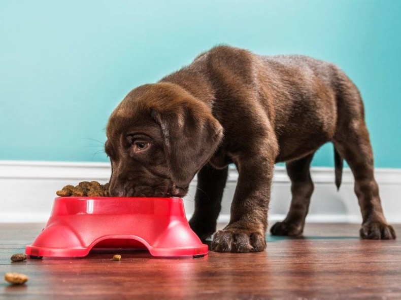 Bruine labrador puppy is zijn aangepaste puppyvoeding aan het eten