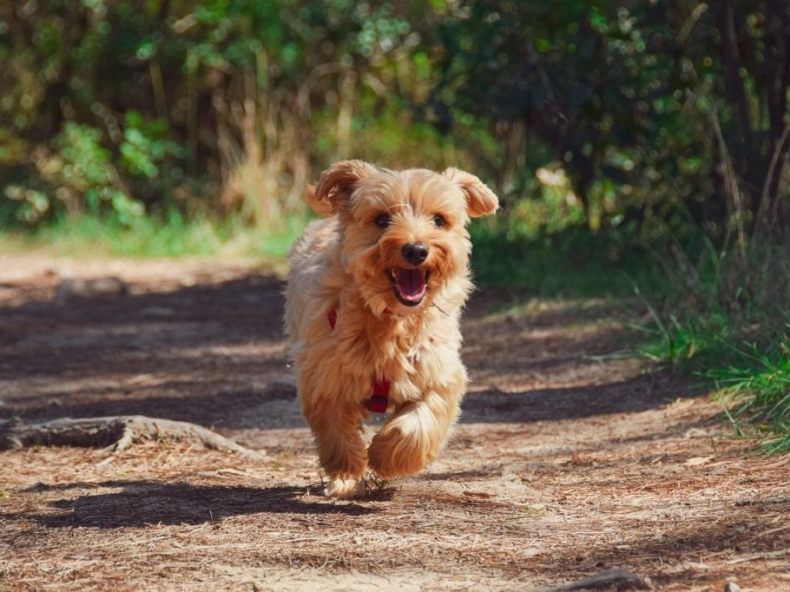 Norfolk terrier hond loopt door het bos