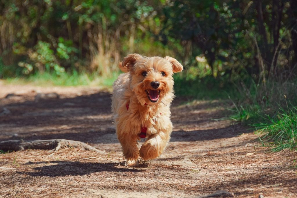Norfolk terrier hond loopt door het bos