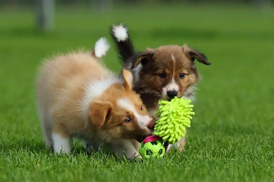 twee puppy's spelen met een speeltje