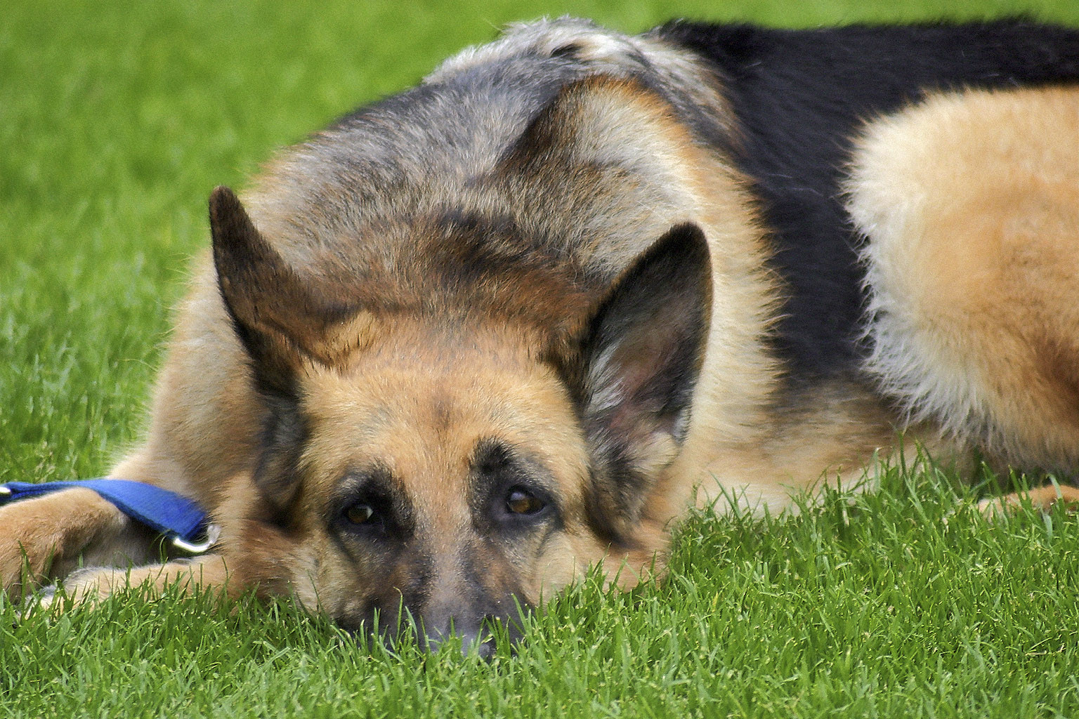 Duitse herdershond heeft last van longwormen en ligt daardoor languit in het gras