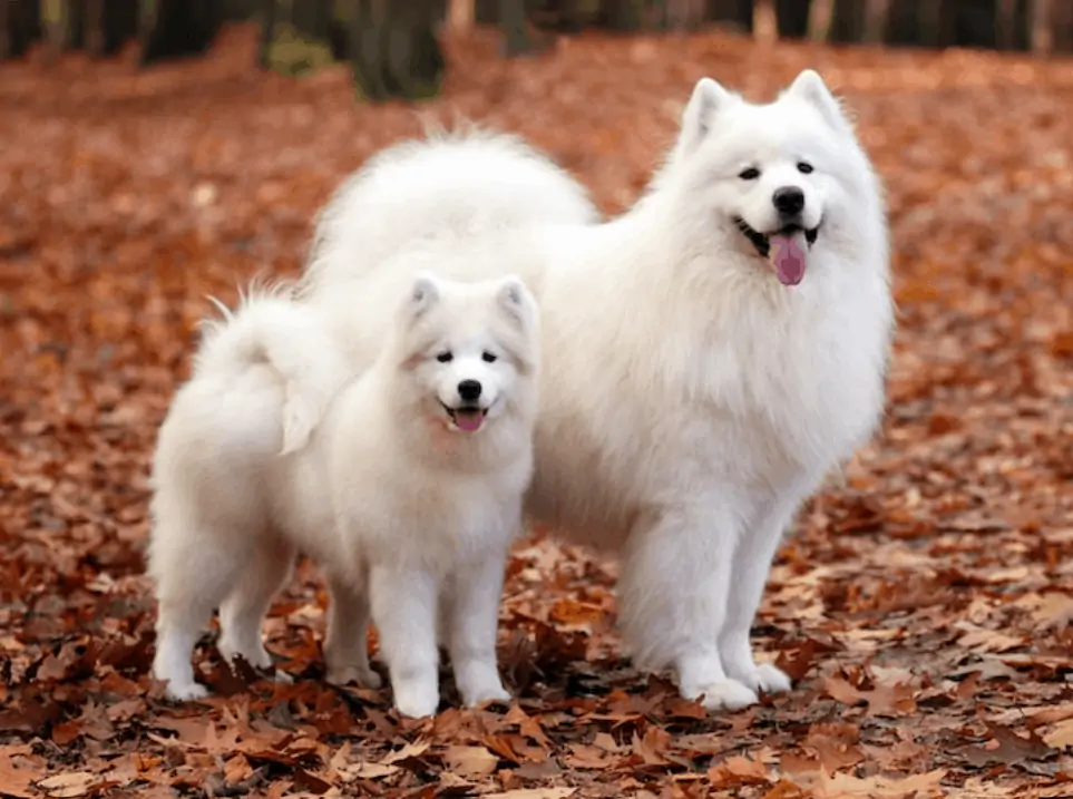 twee samojeed honden in een bos