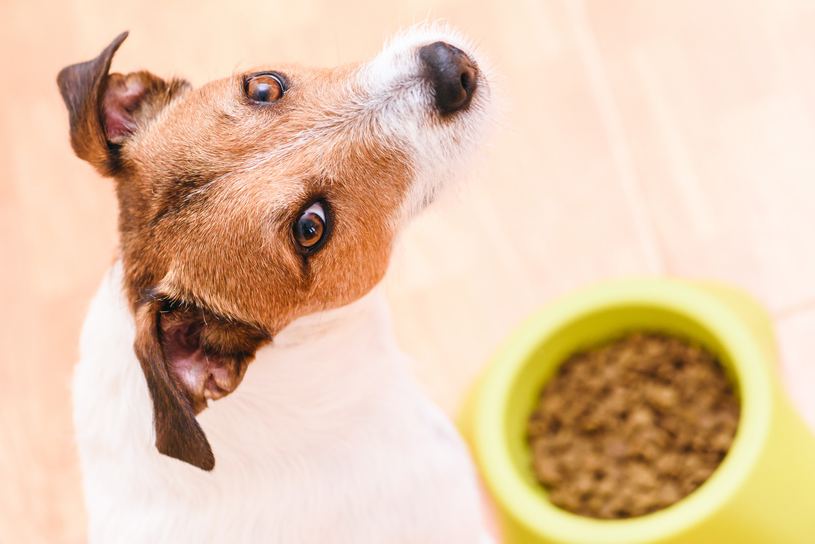 Hond kijkt nieuwsgierig naar een bak met hondenbrokken